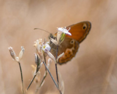 Coenonympha corinna