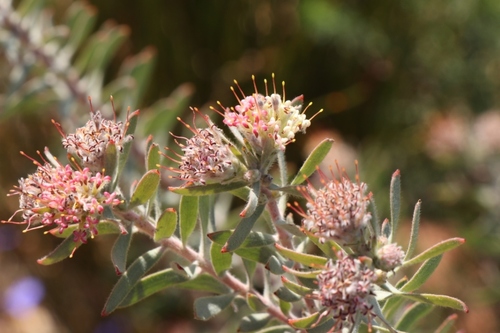 Leucospermum wittebergense Compton