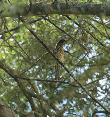 Dulus dominicus