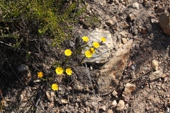 Oedera decussata