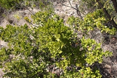 Diospyros scabrida