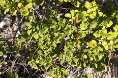 Diospyros scabrida