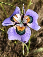Moraea villosa