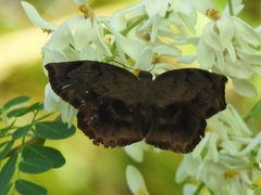 Achlyodes busirus