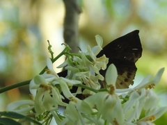 Achlyodes busirus