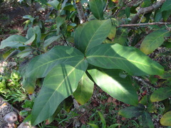 Syzygium samarangense