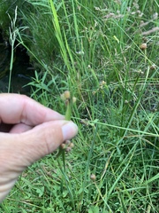 Sisyrinchium idahoense