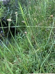 Sisyrinchium idahoense
