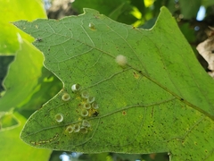 Phylloteras volutellae