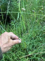 Sisyrinchium idahoense