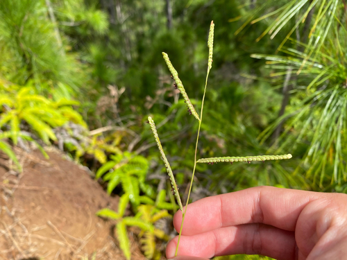 Paspalum scrobiculatum observed 2025-05-19