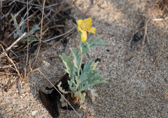 Glaucium flavum
