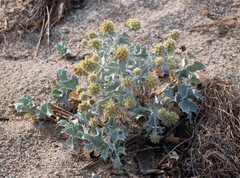 Eryngium maritimum