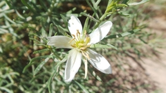 Nitrariaceae
