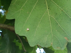 Phylloteras volutellae