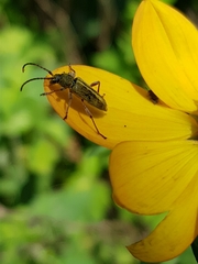 Ochraethes brevicornis