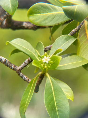 Psychotria mariniana
