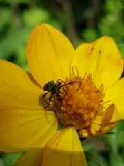 Ochraethes brevicornis