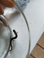 Plethodon electromorphus