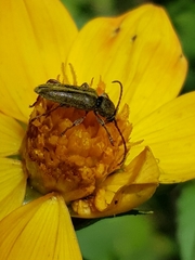 Ochraethes brevicornis