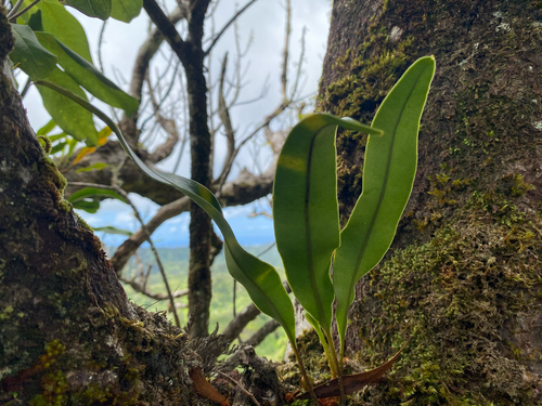 Elaphoglossum crassifolium observed 2025-05-19