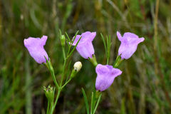 Agalinis aspera