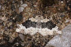 Epirrhoe galiata