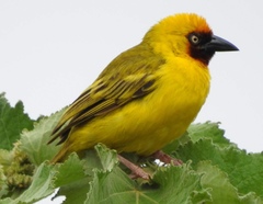 Ploceus castanops