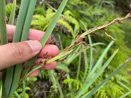 Machaerina mariscoides observed 2025-05-19