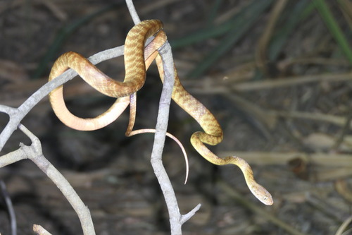Brown Tree Snake sighting