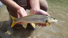 Ptychocheilus oregonensis