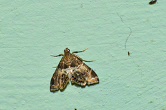 Usingeriessa onyxalis