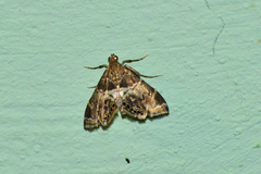 Usingeriessa onyxalis