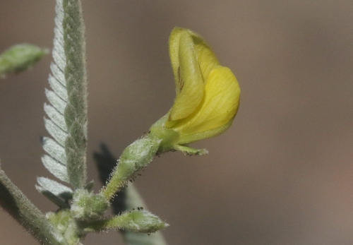 Aeschynomene nivea