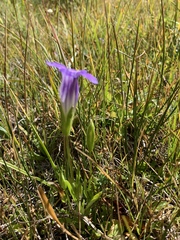 Gentianopsis simplex