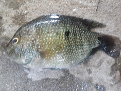 Herichthys carpintis