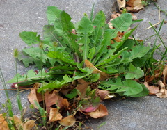 Taraxacum officinale