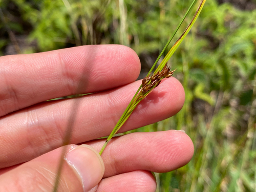 Rhynchospora rugosa observed 2025-05-19