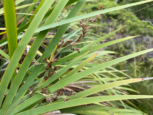 Machaerina mariscoides observed 2025-05-19
