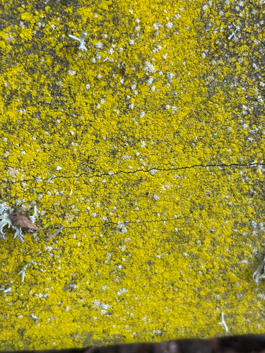 iNaturalist observation photo of Gold Dust Lichens