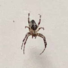 Araneus nordmanni