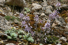 Petromarula pinnata