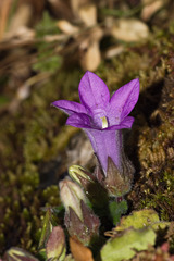 Campanula tubulosa