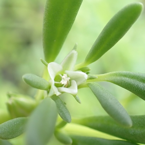 Slender seapurslane (Sesuvium maritimum)