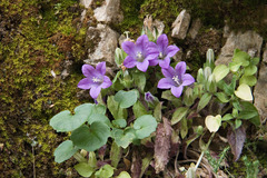 Campanula tubulosa