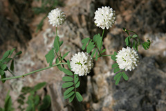 Securigera globosa