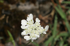 Tordylium officinale