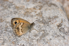 Coenonympha thyrsis