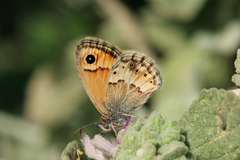 Coenonympha thyrsis