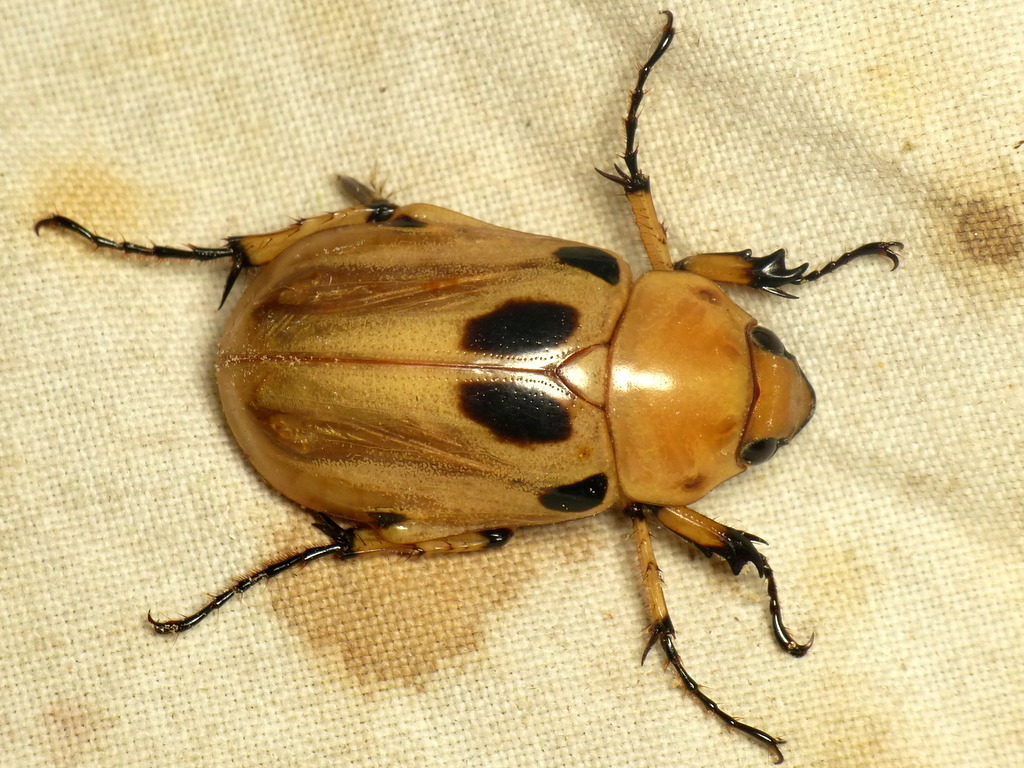 その他 Giant Beetles: Euchirinae - Dynastinae Dynastinae - Wikipedia